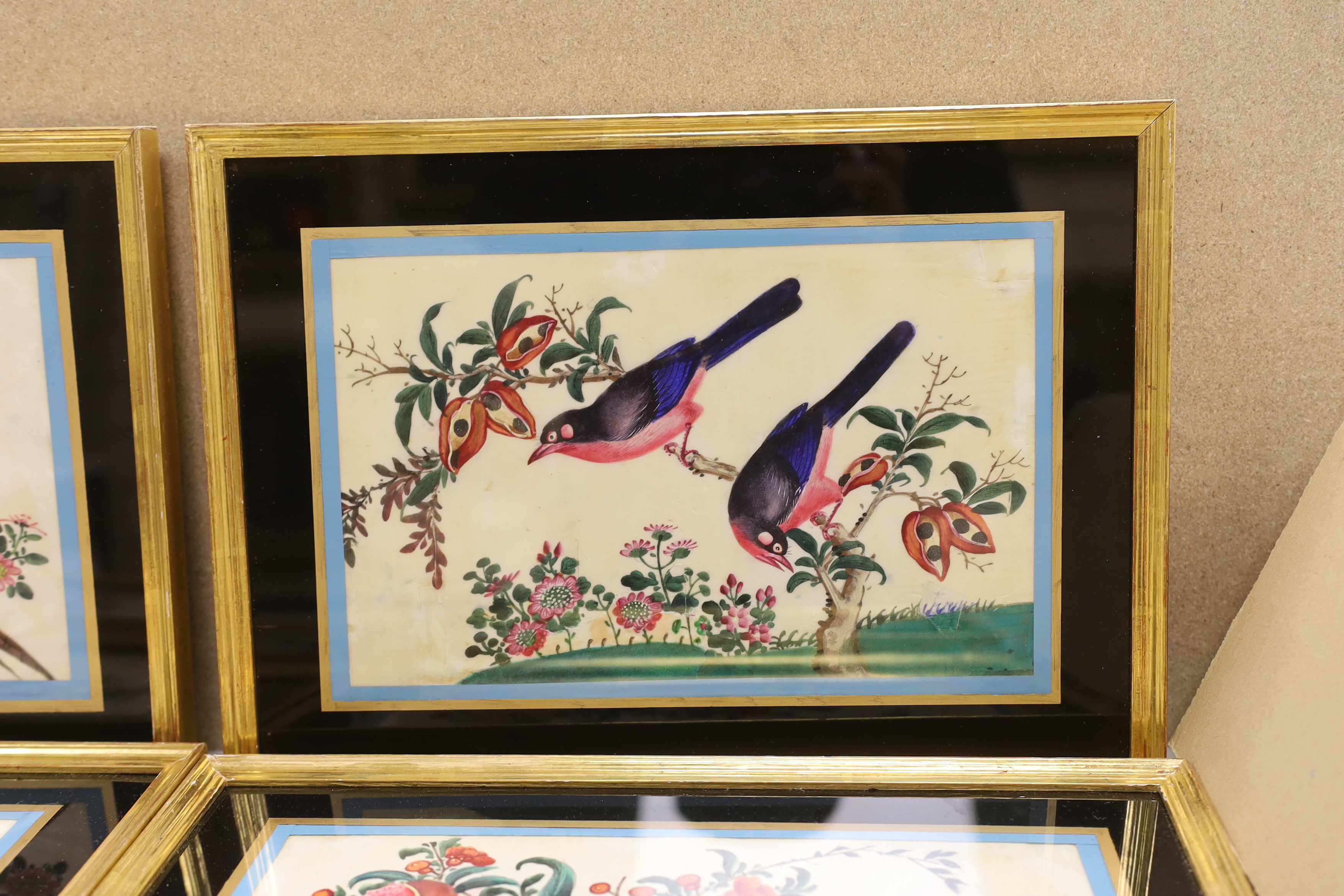 19th century Chinese School, set of six pith paper paintings, Birds of paradise amongst flowers, 17 x 28cm